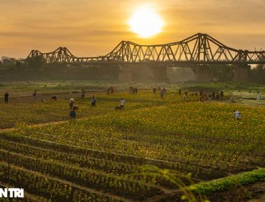 Discover the Surprising Beauty of the "Chrysanthemum Forest" Under Long Bien Bridge