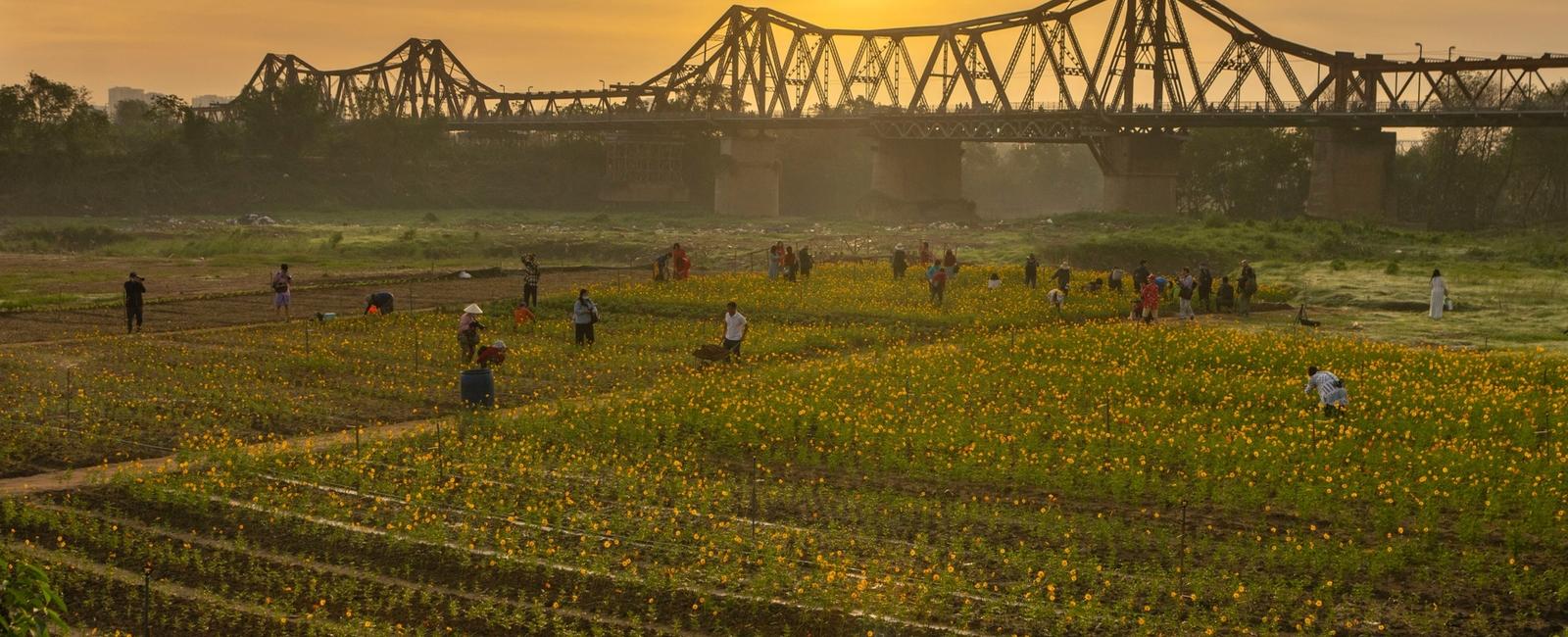 Discover the Surprising Beauty of the "Chrysanthemum Forest" Under Long Bien Bridge